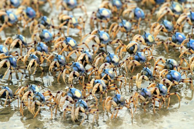 Blue Soldier Crabs auf Fraser Island © Diamir