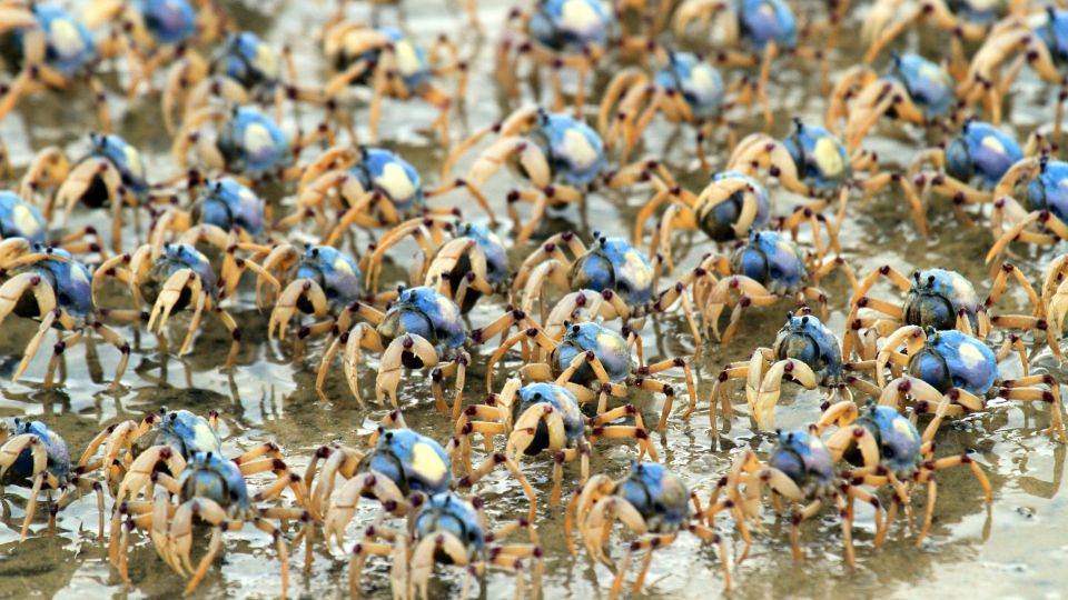 Blue Soldier Crabs auf Fraser Island
