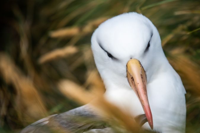 Im Angesicht des Albatross © Diamir