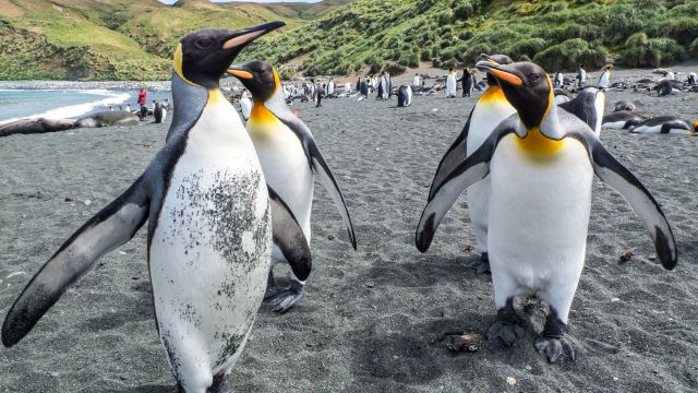 Königs Pinguine auf Macquarie Island