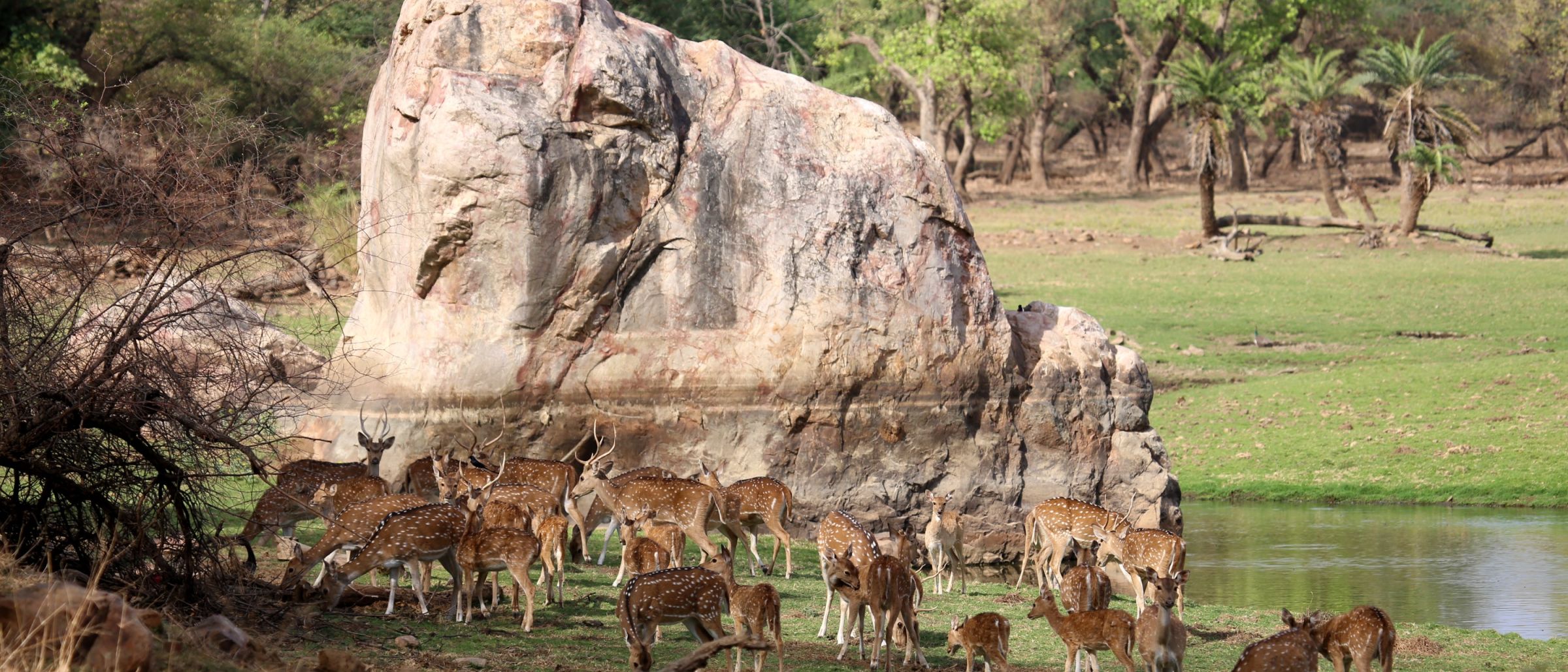 Eine große Herde Axishirsche grasen an einer Wasserstelle. Ihr rostbraunes Fell ist mit weißen Flecken übersät.