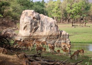 Eine große Herde Axishirsche grasen an einer Wasserstelle. Ihr rostbraunes Fell ist mit weißen Flecken übersät.