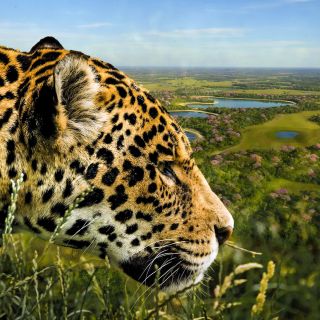Dem König des Pantanals auf der Spur: dem Jaguar