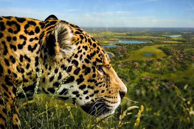 Dem König des Pantanals auf der Spur: dem Jaguar