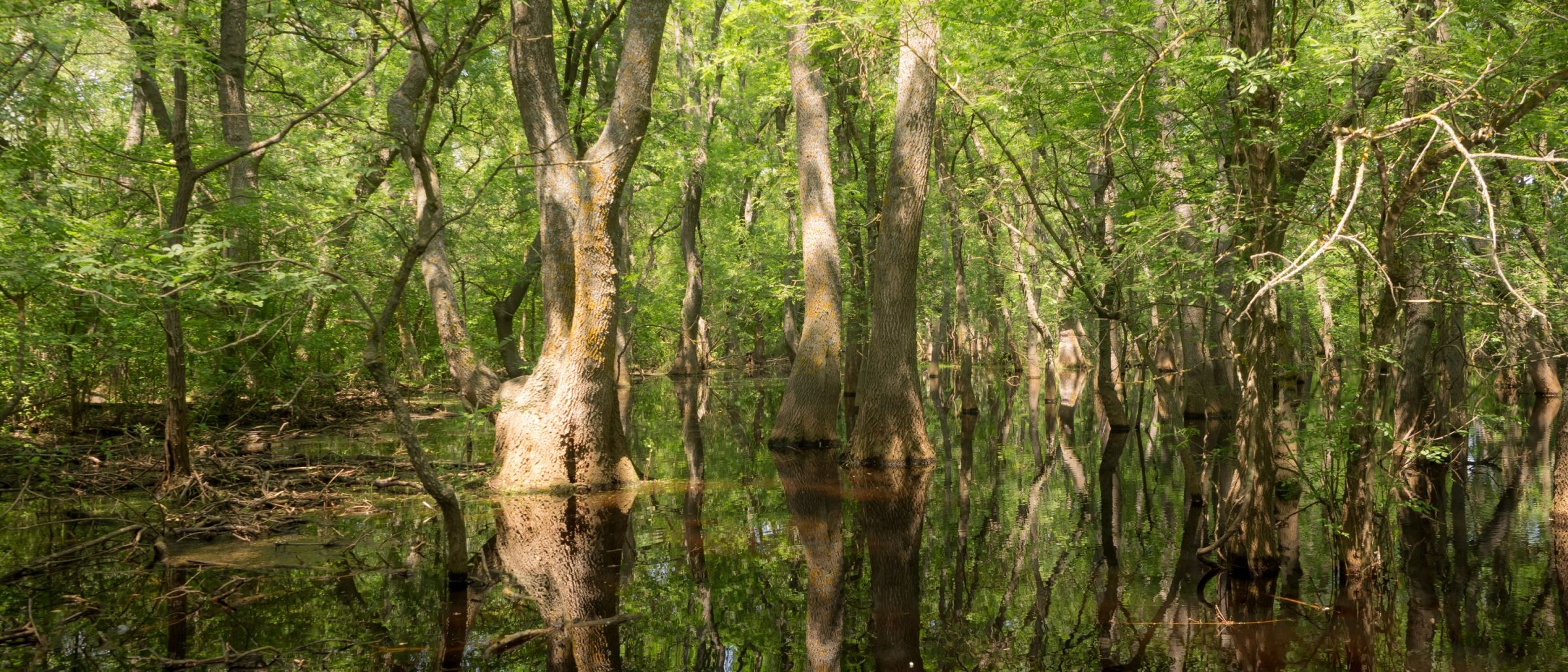 Sumpf im Letea-Wald, Donaudelta – Weltkulturerbe