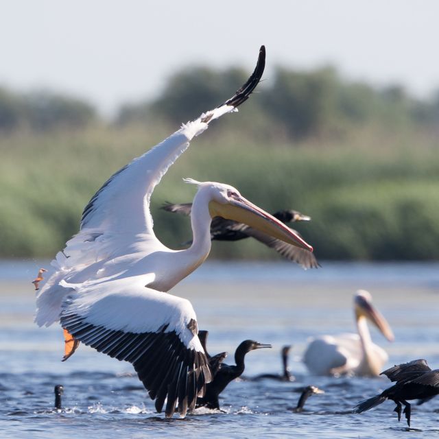 Pelikane im Donaudelta in Rumänien - Wolfgang Bittermann