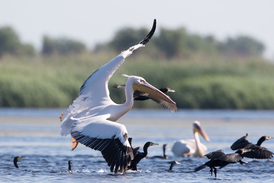 Pelikane im Donaudelta