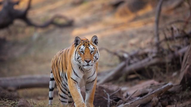 Tigerin Collarwaali im Pench-Nationalpark