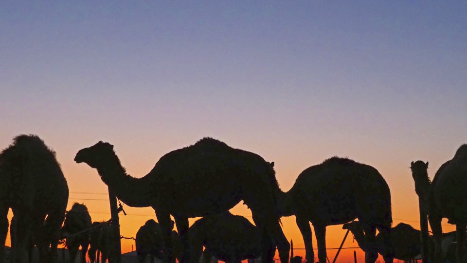 Kamele in der Abenddämmerung