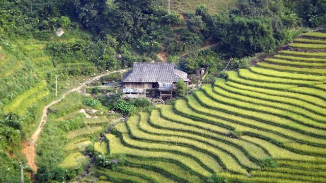 Terrassierte Reisfelder in der Nähe von Sapa