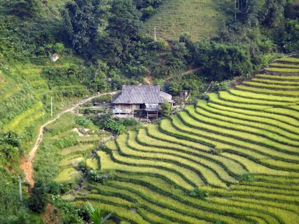 terrassierte Reisfelder in der Nähe von Sapa