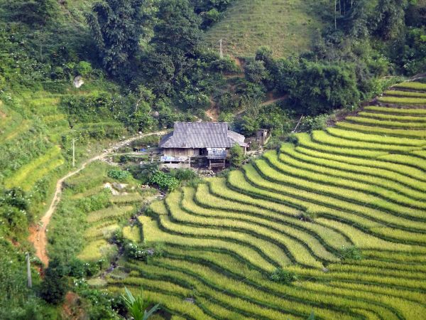Terrassierte Reisfelder in der Nähe von Sapa © Diamir