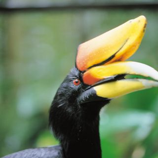 Nashornvogel, manchmal auch nur Hornvogel genannt, im Dschungel von Borneo