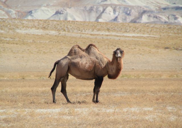 Kamel bei Koymat an den Weißen Klippen