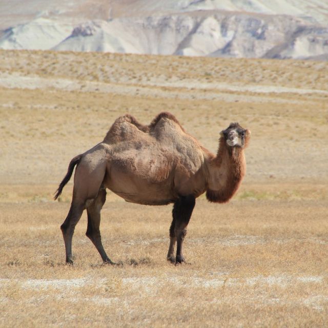 Kamel bei Koymat an den Weißen Klippen