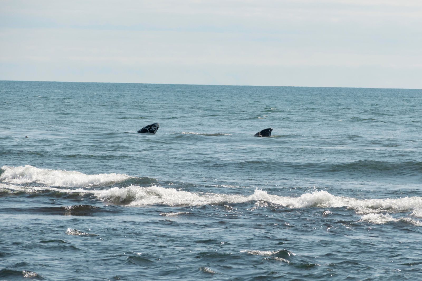 Buckelwale nahe der Küstenlinie zur Beringsee