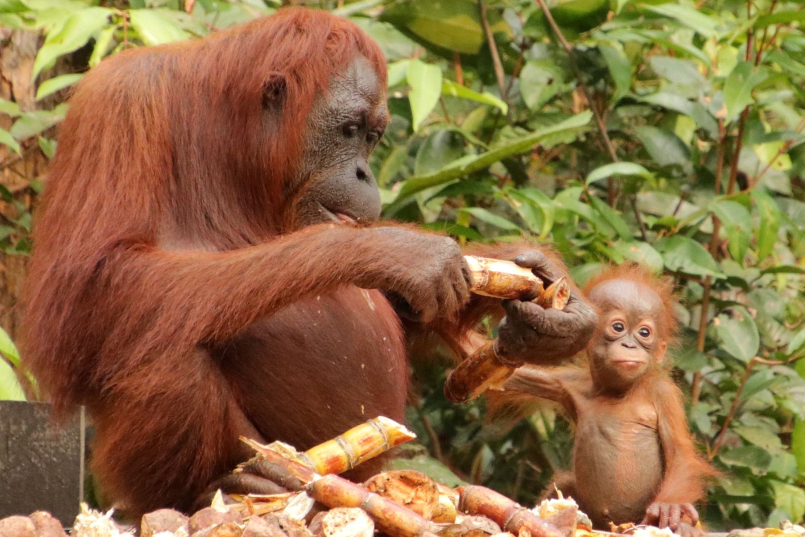 Orang-Utan-Mutter mit ihrem Jungen an der Futterstelle