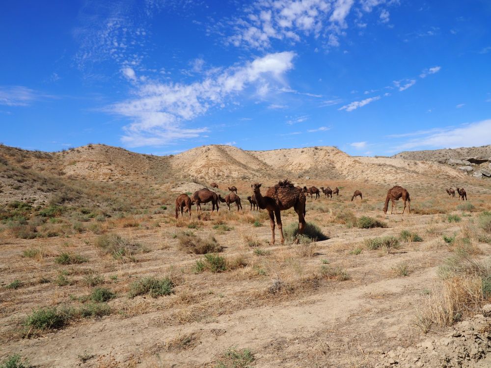 Kamele in der Wüste bei Dekhistan