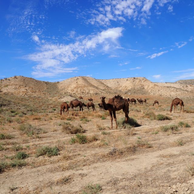 Kamele in der Wüste bei Dekhistan