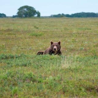 Ruhender Kamtschatka-Braunbär vor dem Lagereingang