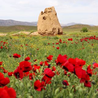 Mohnfeld im Golestan Nationalpark