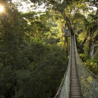 Canopy-Walkway im Amazonasregenwald der