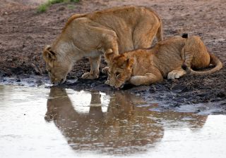 Tag 5 Zwei junge Löwen trinken abends am Wasserloch