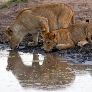 Tag 5 Zwei junge Löwen trinken abends am Wasserloch