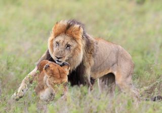 Löwenpaar beim Liebesspiel