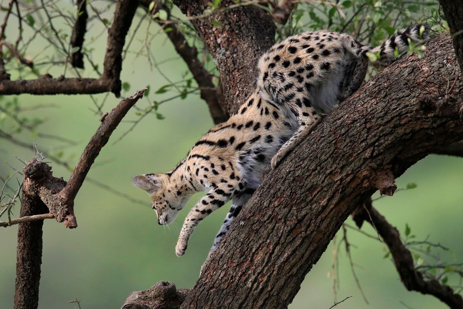Tag 2 Serval Katze auf einem Baum