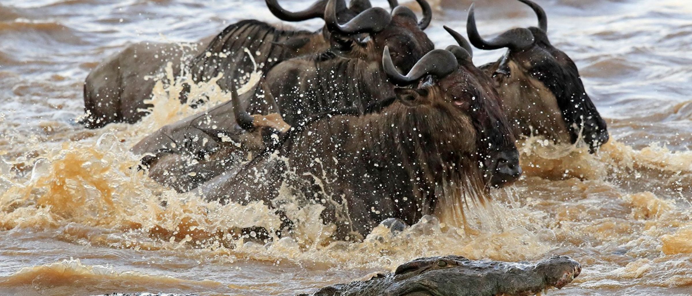 Gnus durchqueren den Mara Fluss