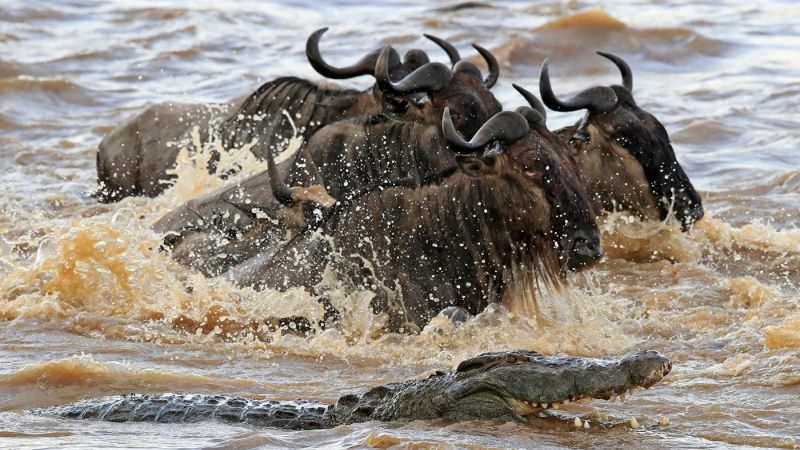 Gnus durchqueren den Mara Fluss