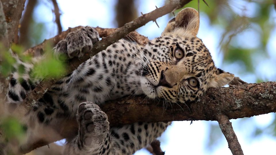 Ein junger Leopard räkelt sich im Baum