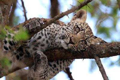 Tag 1 junger Leopard räkelt sich auf einem Baum