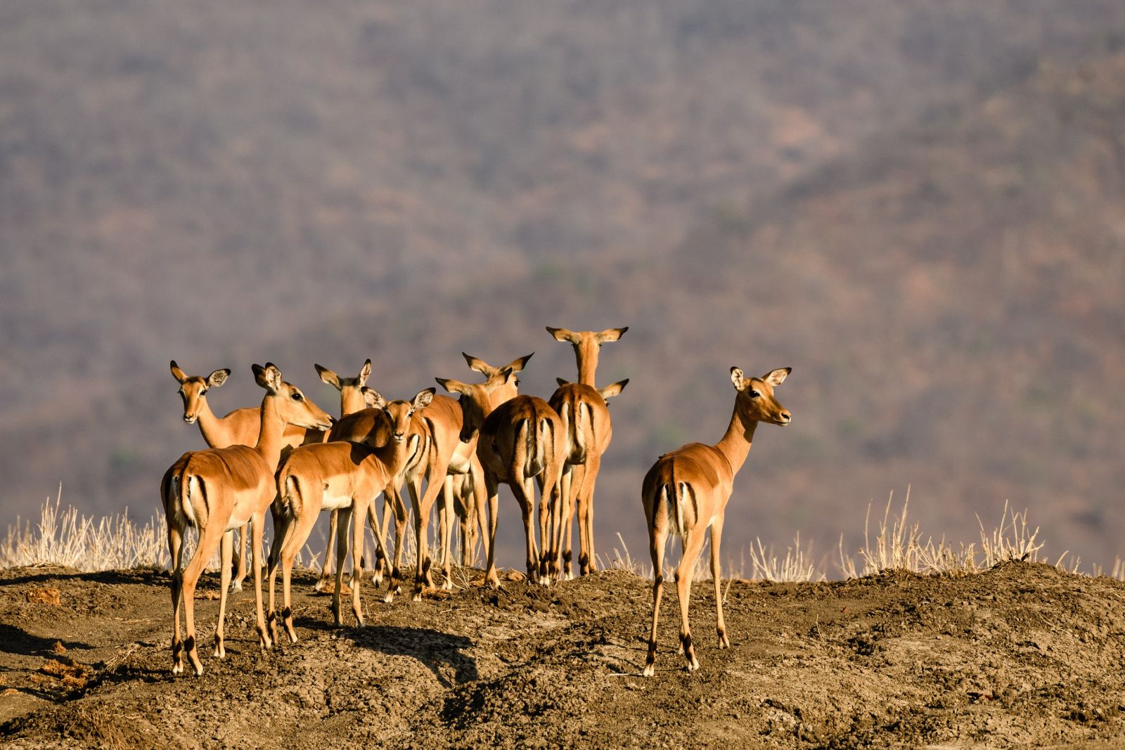 Impalas im Morgenlicht, Lower-Zambezi-NP, Sambia