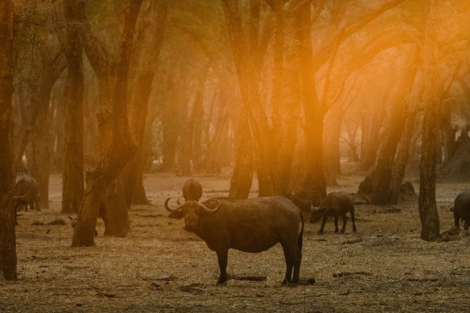 Büffel im abendlichen Gegenlicht, Lower-Zambezi-NP, Sambia
