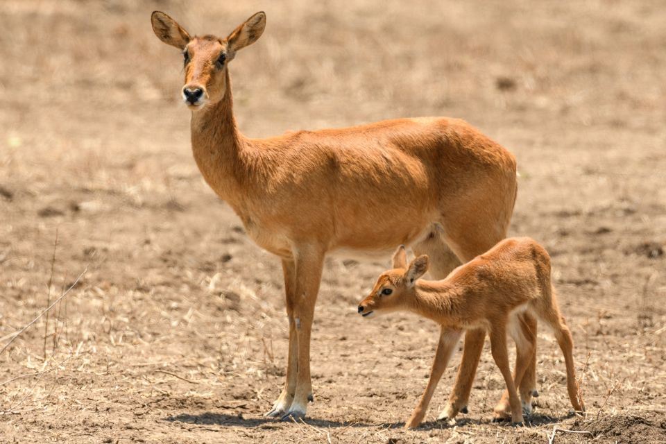 Puku-Antilope mit Jungtier, South-Luangwa-NP, Sambia