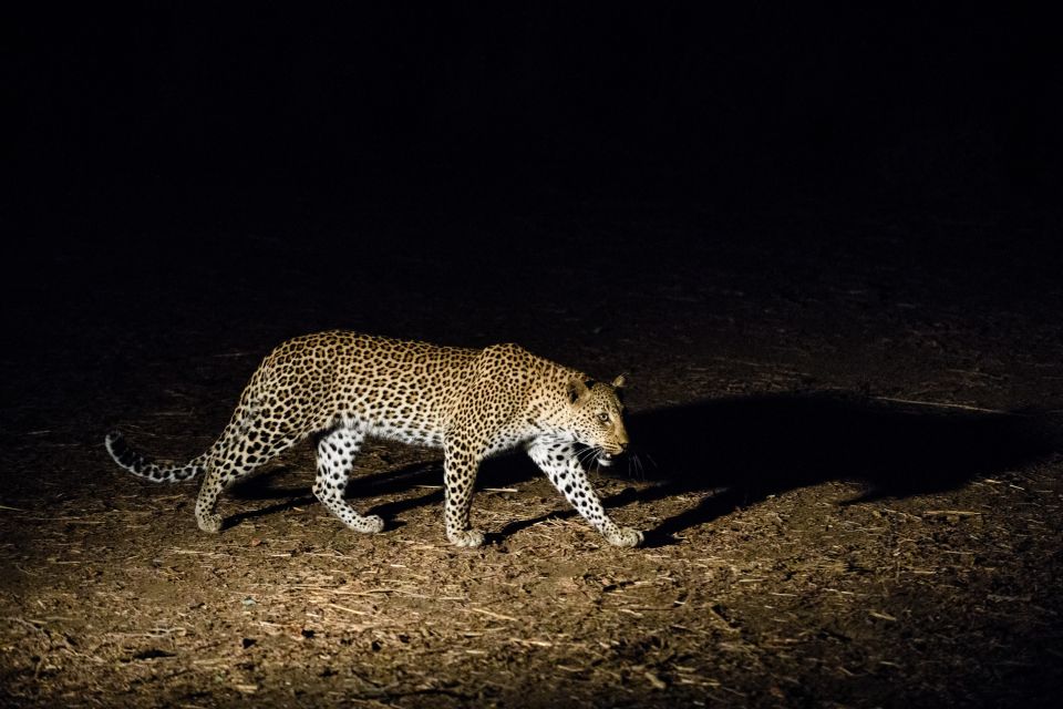 Leopard auf nächtlichem Streifzug, Lower-Zambezi-NP, Sambia