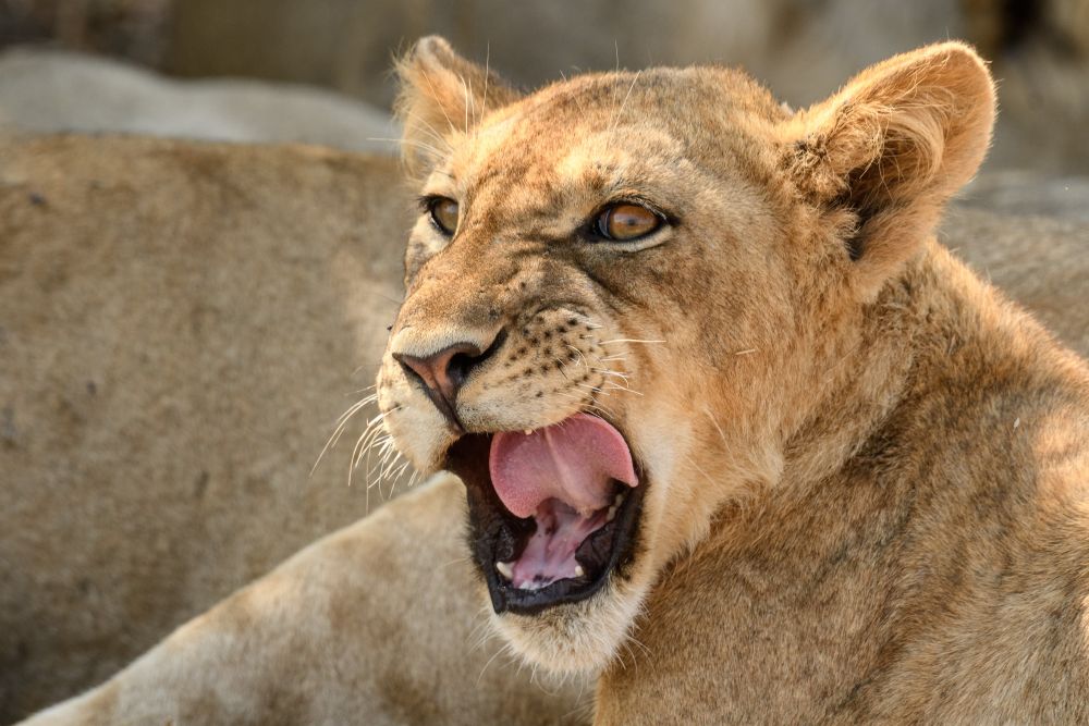 Junger Löwe, South-Luangwa-NP, Sambia