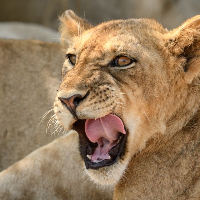 Junger Löwe, South-Luangwa-NP, Sambia