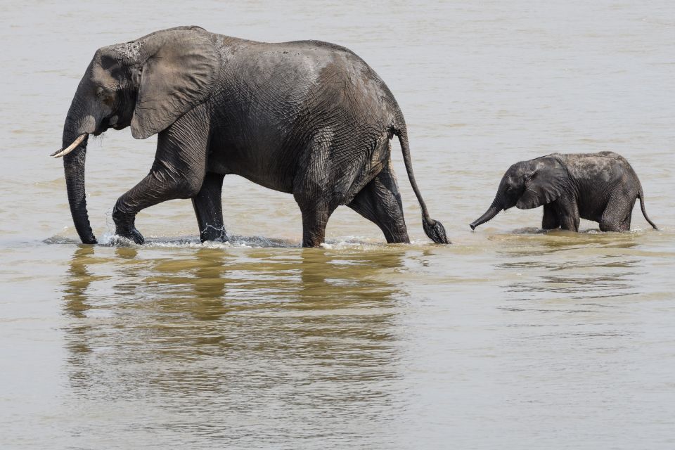 Elefanten bei der Flussquerung, South-Luangwa-NP, Sambia