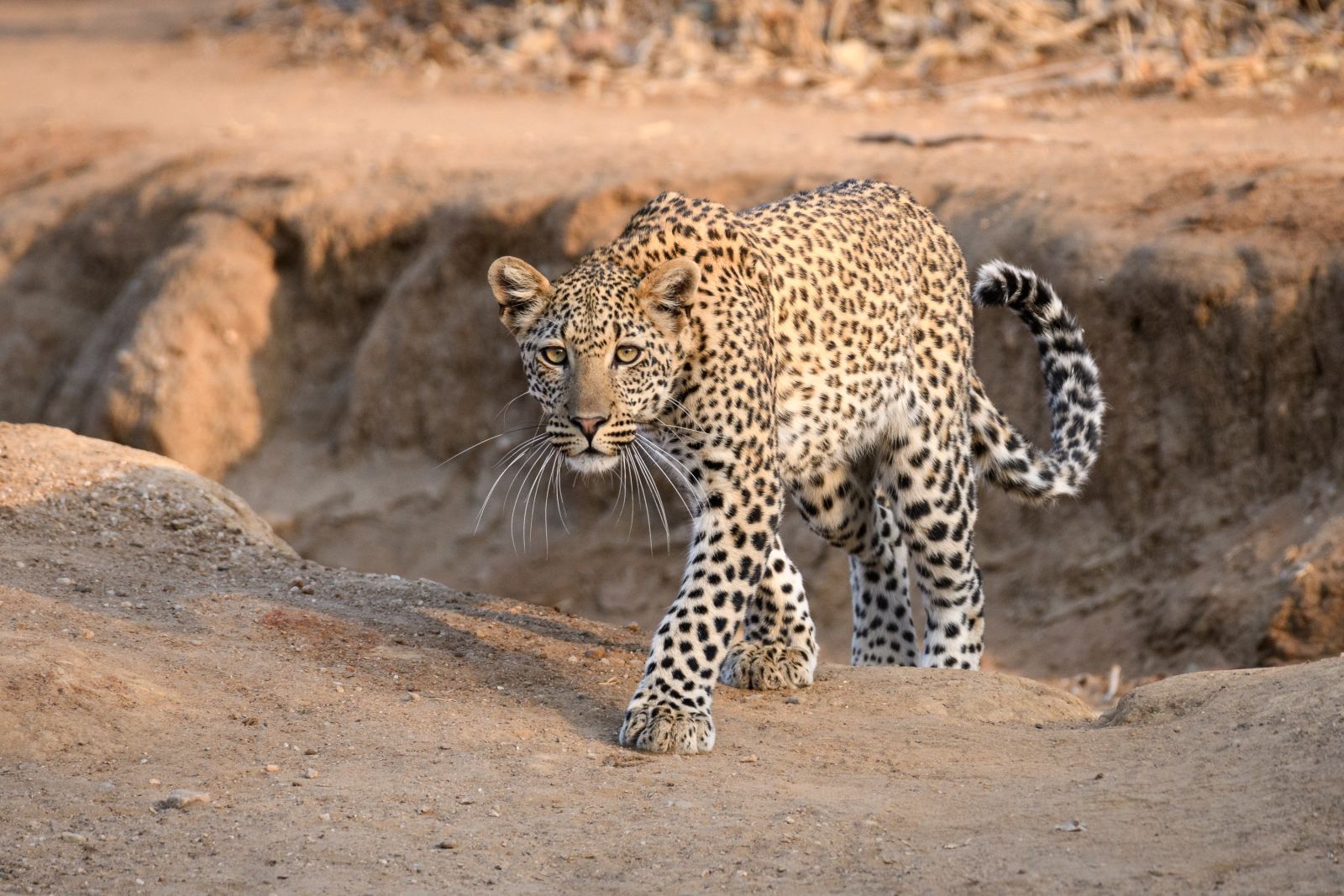 Im Morgenlicht: Leopard im Lower-Zambezi-Nationalpark, Sambia