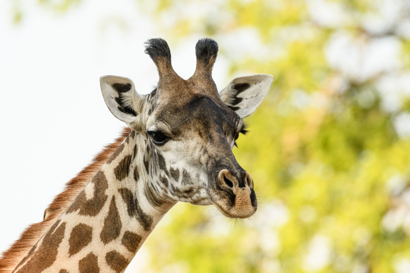 Giraffenporträt, South-Luangwa-NP, Sambia