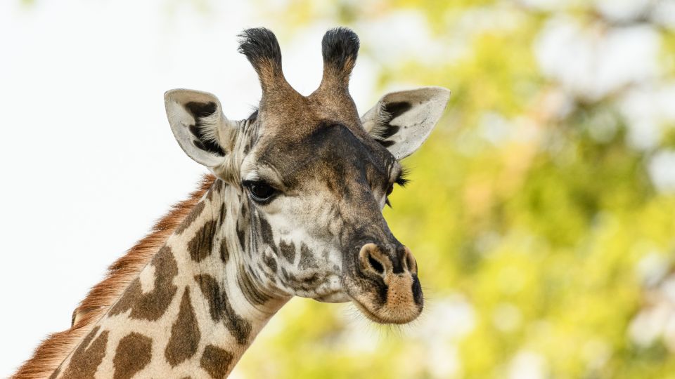 Giraffenfütterung auf Voigtland