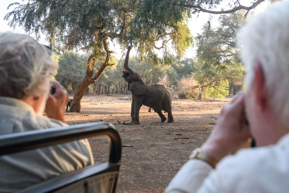 Elefant am Akazienbuffet, Lower-Zambezi-NP, Sambia