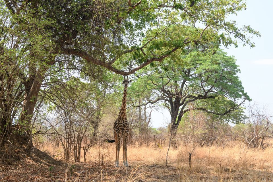 Auch Giraffen können sich in der Landschaft verstecken – fast. South-Luangwa-NP, Sambia