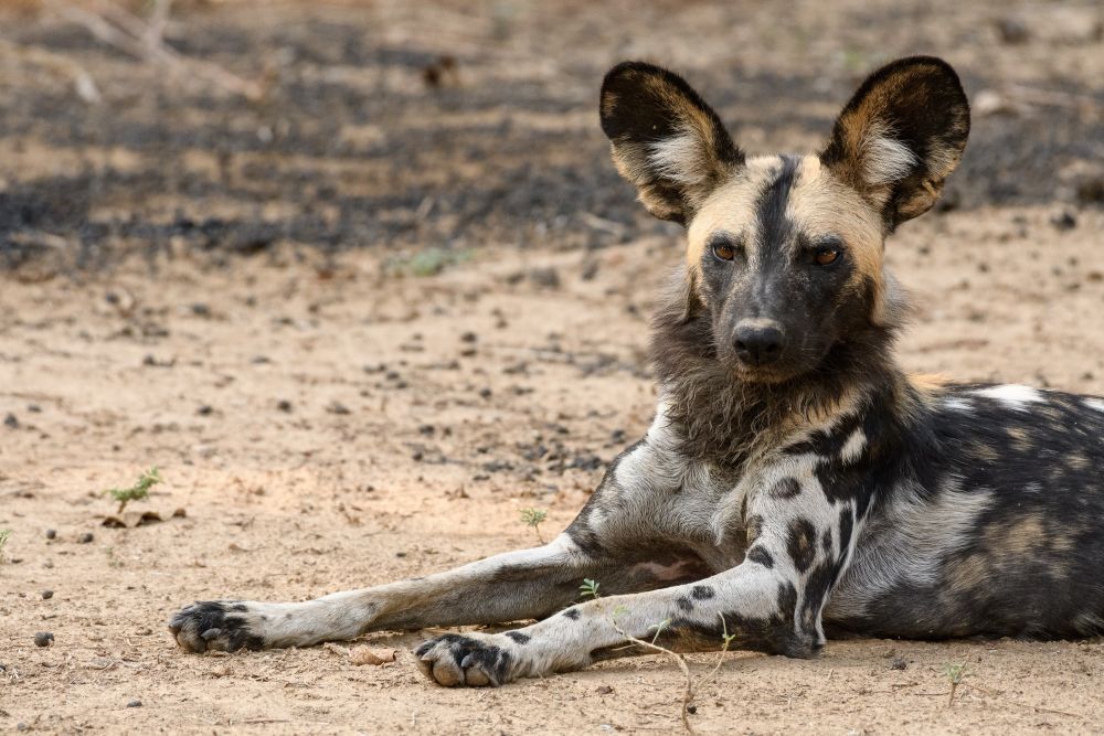 Afrikanischer Wildhund, South-Luangwa-NP, Sambia