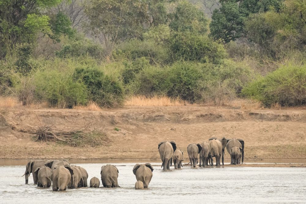 Eine Elefantenherde durchquert den Luangwa-Fluss, South-Luangwa-NP, Sambia