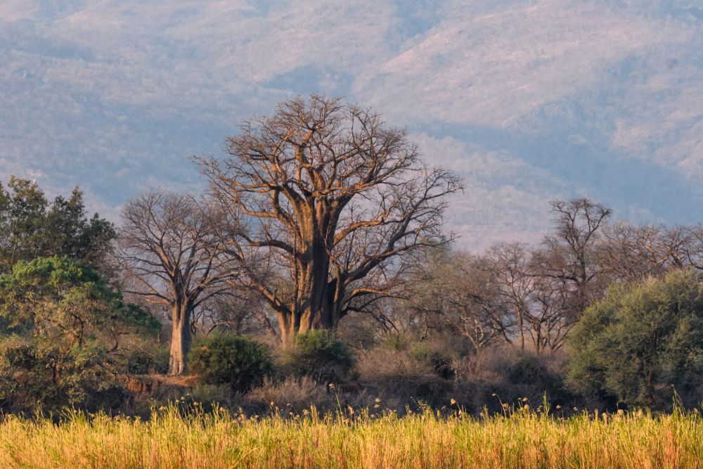 Baobabs vor den Berghängen am Nordufer des Sambesi, Lower-Zambezi-NP, Sambia