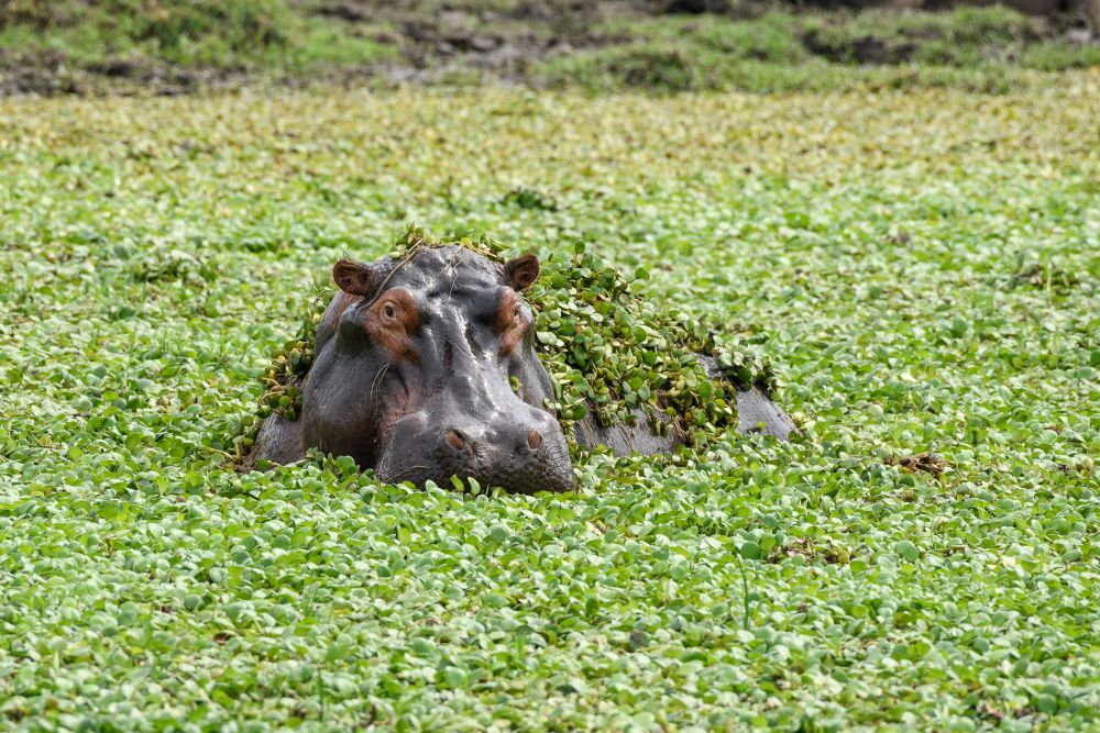 Aufgetaucht: Flusspferd inmitten von Wasserhyazinthen, Lower-Zambezi-NP, Sambia